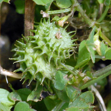 Medicago polymorpha fruit