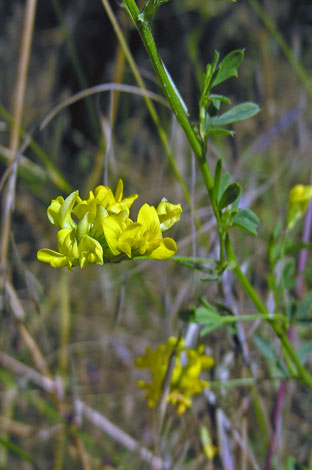 Medicago sativa ssp falcata