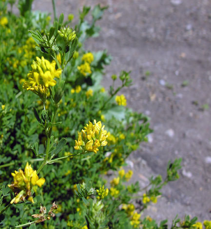 Medicago sativa ssp falcata whole