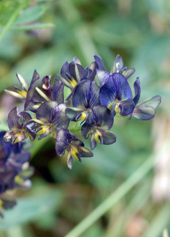 Medicago staive ssp varia