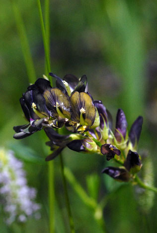 Medicago staive ssp varia