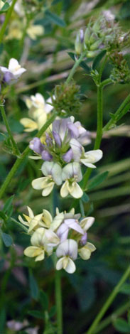 Medicago staive ssp varia