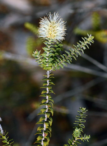 Maleleuca densa close