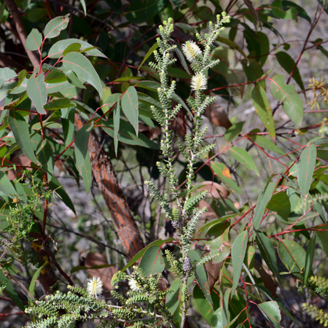 Maleleuca densa whole
