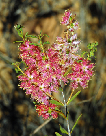 Melaleuca fulgens close