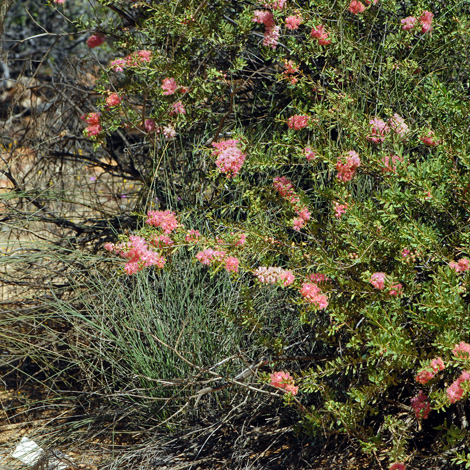 Melaleuca fulgens whole