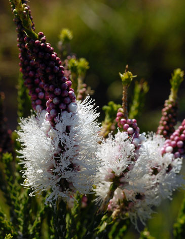 Melaleuca huegelii flower