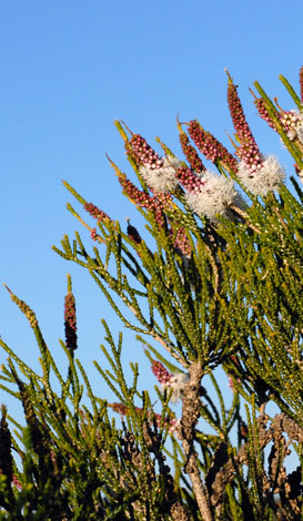 Melaleuca huegelii whole