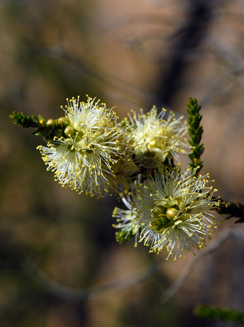 Melaleuca huttensis close