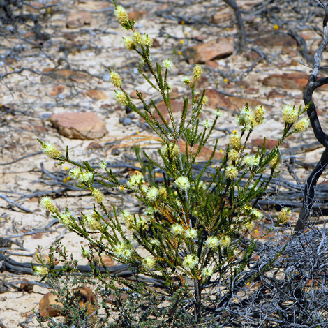 Melaleuca huttensis whole