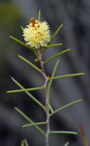 Melaleuca pungens close