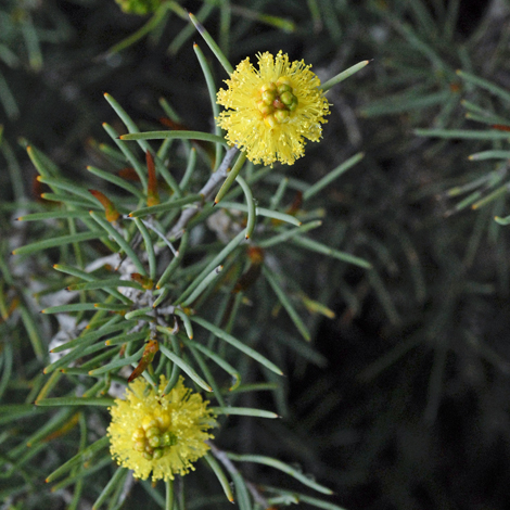 Melaleuca pungens whole