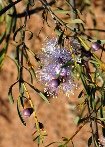 Melaleuca radula close