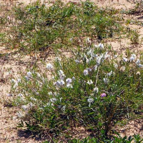 Melaleuca radula whole