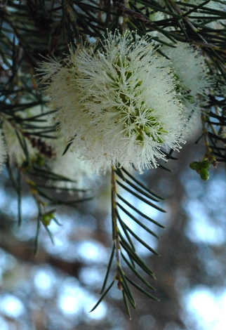 Melalueca rhaphiophylla close