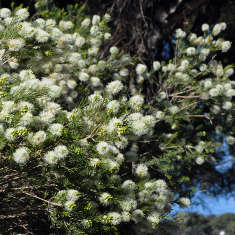 Melalueca rhaphiophylla whole