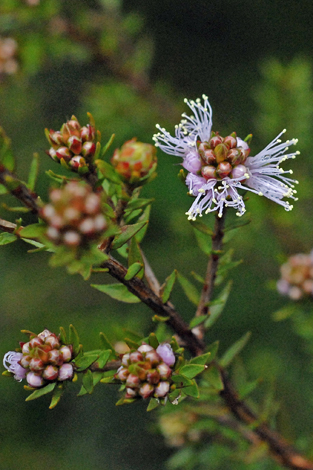 Melaleuca squamea close
