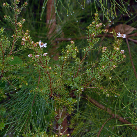 Melaleuca squamea whole