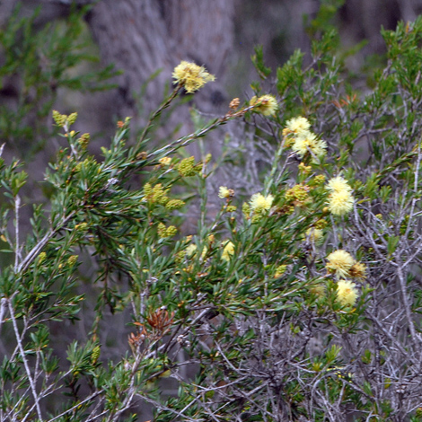 Melaeuca thymoidew whole