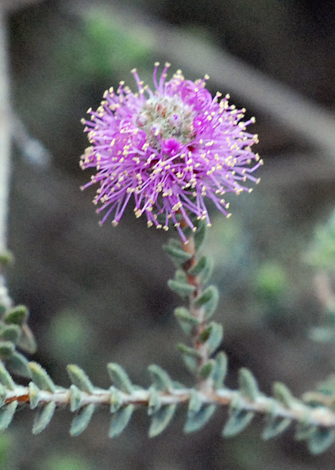 Melaleuca tuberculata var tuberculata close