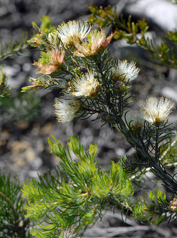 Melaleuca urceolaris close