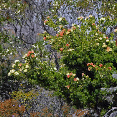 Melaleuca urceolaris whole