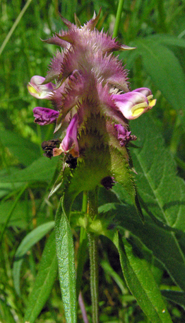 melampyrum cristatum whole