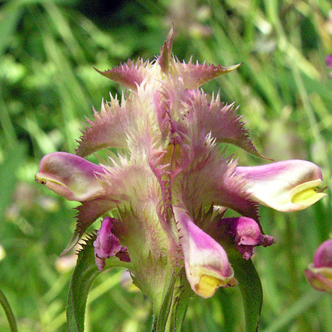 melampyrum cristatum close