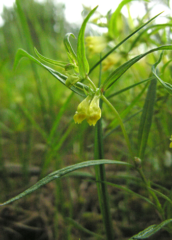 Melampyrum pratense whole