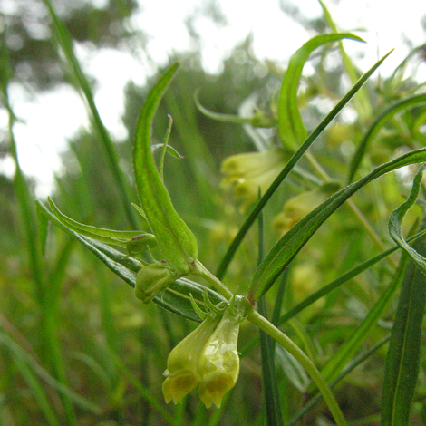 Melampyrum pratense close