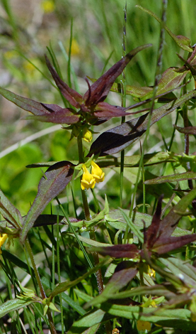 Melampyrum sylvaticum close