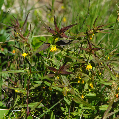 Melampyrum sylvaticum whole