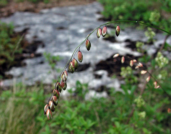 Melica nutans