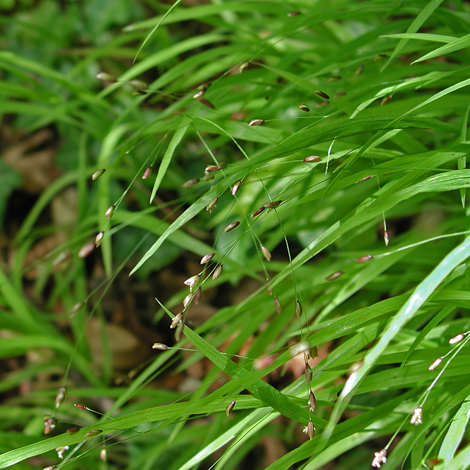 Melica uniflora whole