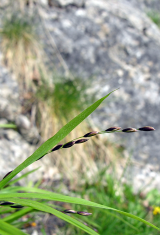 Melica uniflora close