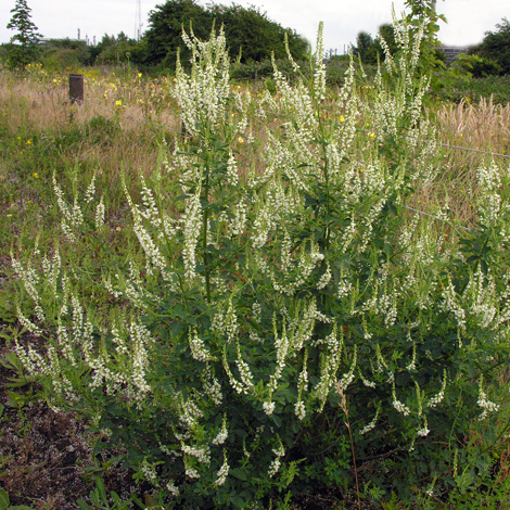 Melilotus albus whole