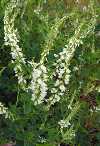 Melilotus albus close