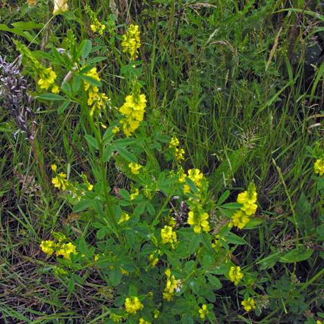 Melilotus altissimus whole