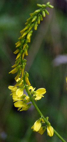 Melilotus officinalis flower