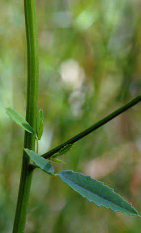 Melilotus officinalis leaf
