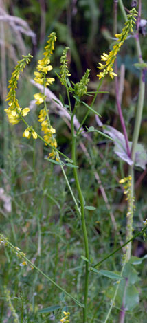 Melilotus officinalis whole