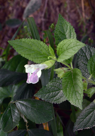 Melittis melissophyllum close