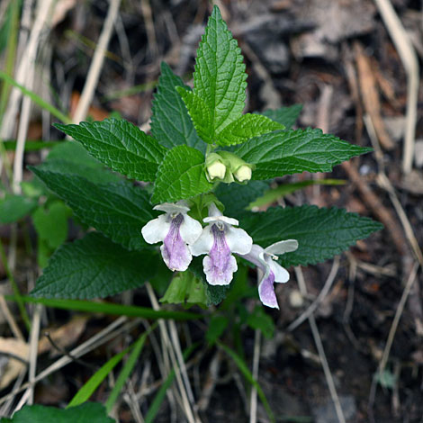 Melittis melissophyllum whole
