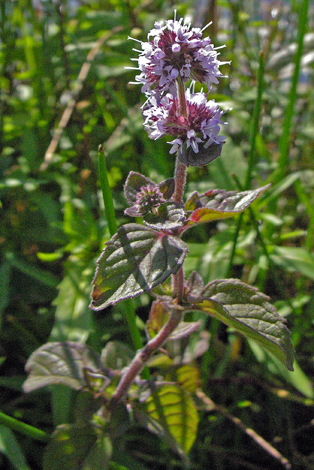 Mentha aquatica whole