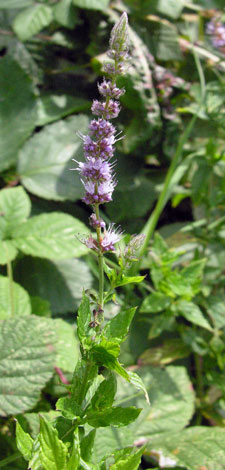 Mentha spicata