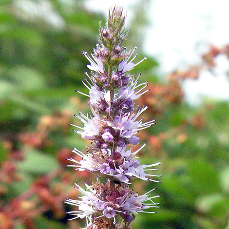 Mentha spicata