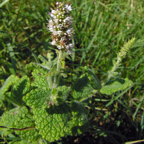 Mentha suaveolens whole