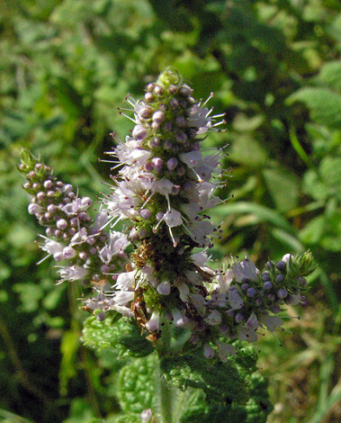 Mentha suaveolens close