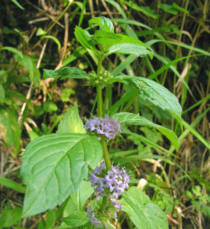 Mentha x vertivillata whole