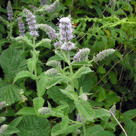 Mentha x villosonervata whole